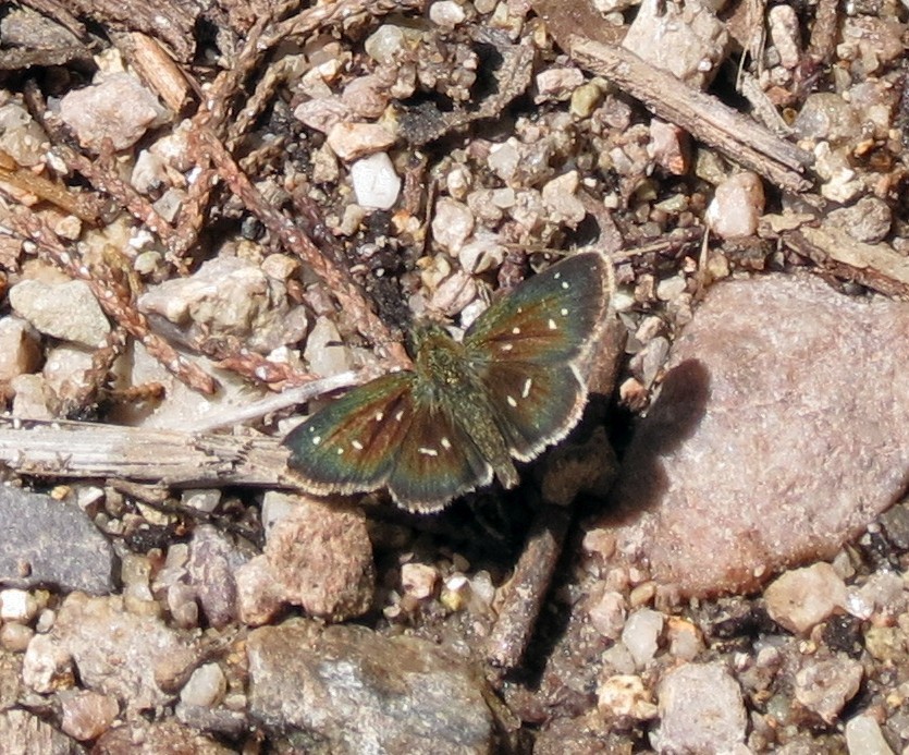 Many-spotted Skipperling