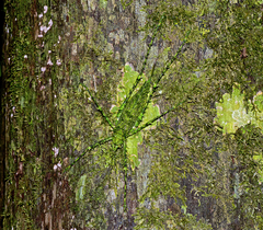Phricta aberrans