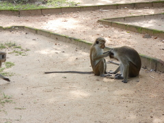 Macaca sinica