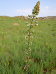 Eriospermum cooperi cooperi