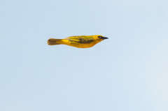 Ploceus brachypterus