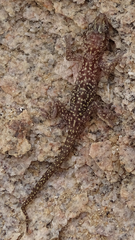 Pachydactylus maraisi