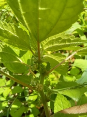 Acalypha ecklonii