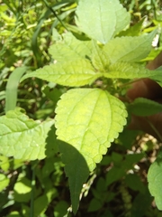 Acalypha ecklonii