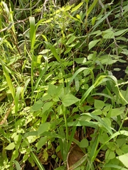 Acalypha ecklonii