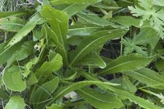 Cirsium simplex