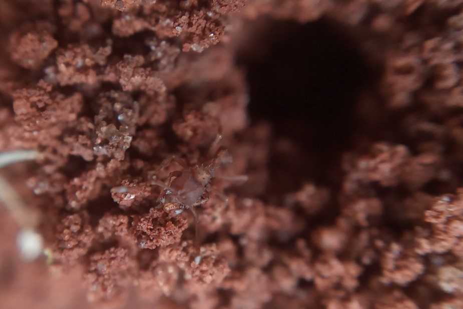 Mycocepurus