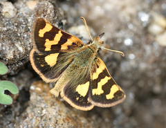 Carterocephalus avanti avanti