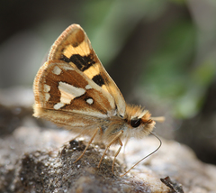 Carterocephalus avanti avanti