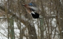Garrulus glandarius