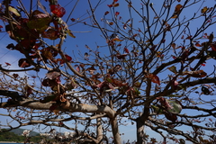 Pseudobombax ellipticum