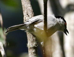 Dryoscopus cubla cubla