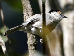 Dryoscopus cubla cubla