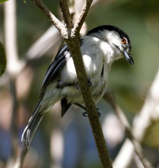 Dryoscopus cubla cubla