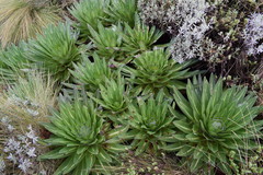 Dendrosenecio