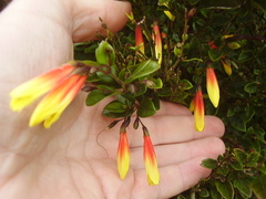 Justicia floribunda