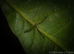Skuseomyia eximia