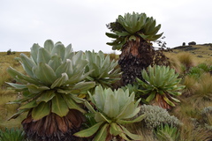 Dendrosenecio