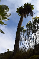 Dendrosenecio
