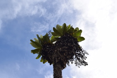 Dendrosenecio