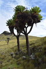 Dendrosenecio