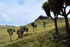Dendrosenecio