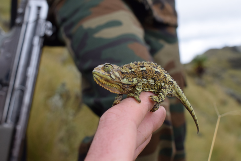 Aberdare Mountains Dwarf Chameleon