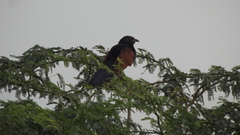 Centropus sinensis parroti