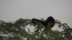 Centropus sinensis parroti