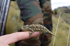 Aberdare Mountains Dwarf Chameleon photo 3