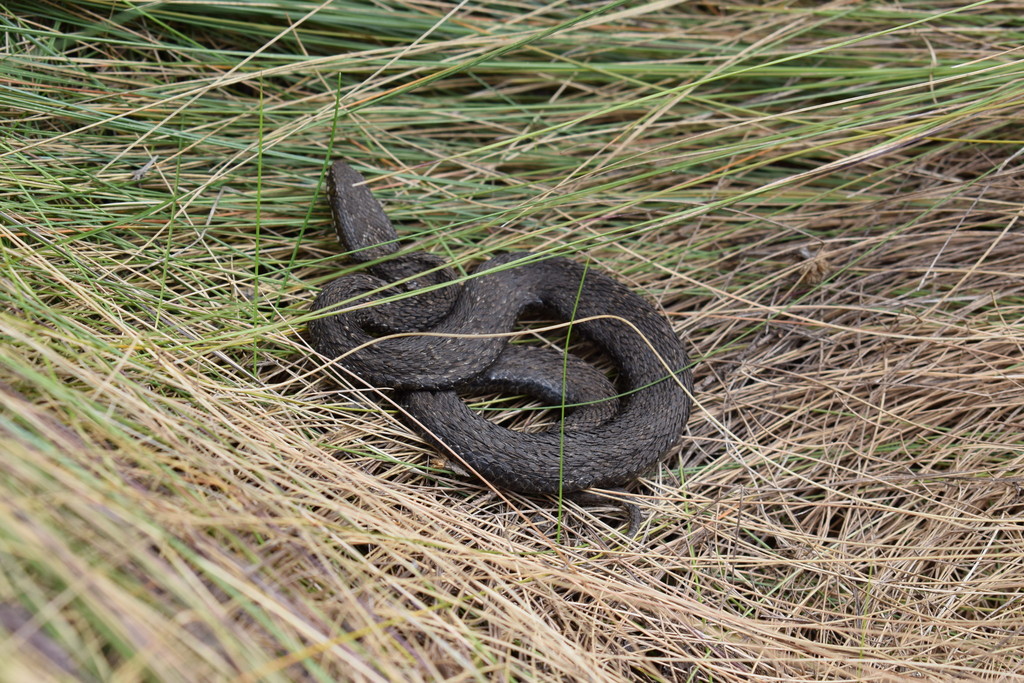 Kenya Montane Viper