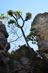 Dendrosenecio