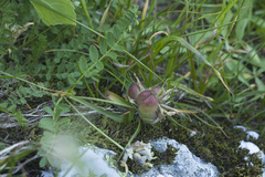Astragalus oreades