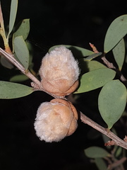 Dasineura tomentosa