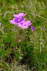 Geranium multisectum