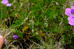 Geranium multisectum