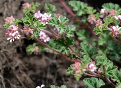 Pelargonium capituliforme