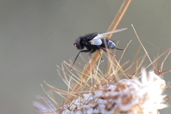Leucostoma