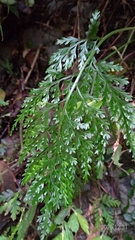 Asplenium ritoense