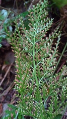 Asplenium ritoense