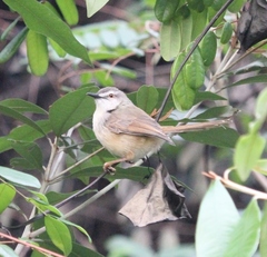 Prinia subflava pondoensis