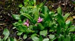 Rhodohypoxis deflexa