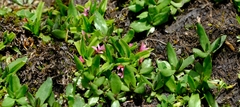 Rhodohypoxis deflexa