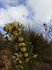 Petrophile squamata