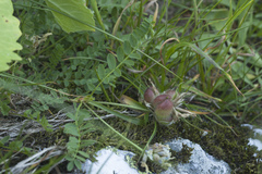 Astragalus oreades