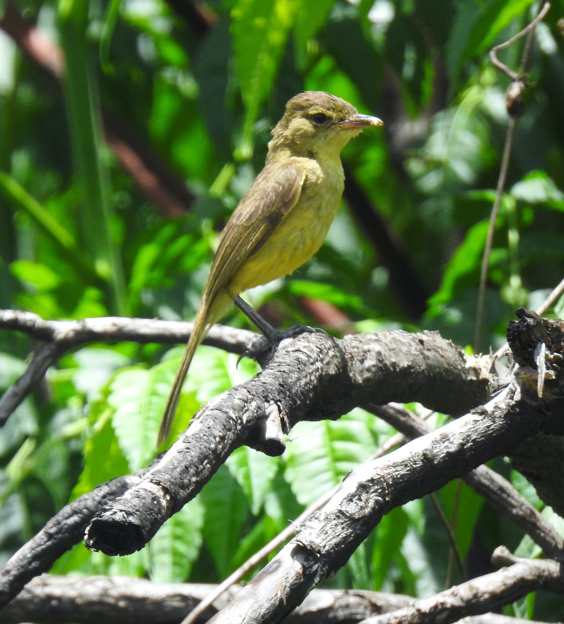 African Yellow-Warbler illustration