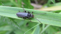 Cantharis tristis