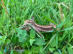 Liolaemus cyanogaster