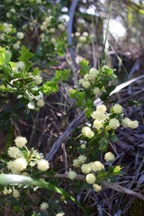 Acacia littorea