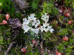 Cladonia ramulosa